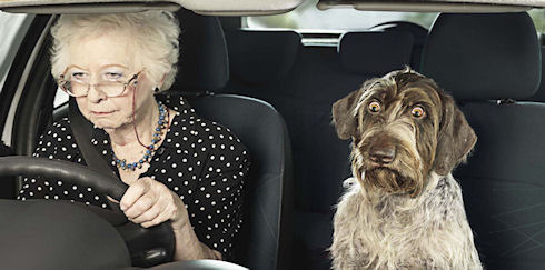 пожилая женщина за рулем, едет, вцепившись в руль, рядом перепуганная собака 