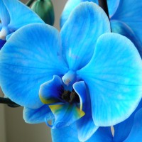 Комнатные орхидеи – сложности ухода
