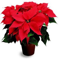 Цветок «Рождественская звезда» — особенности ухода за пуансетией