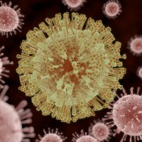 Вирус Зика — симптомы и лечение заболевания