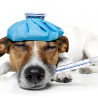 Симптомы чумки у собак — как определить заболевание