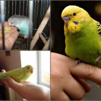 Как приручить волнистого попугая к рукам – содержание домашних животных
