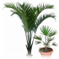 Комнатная пальма — виды растения и уход