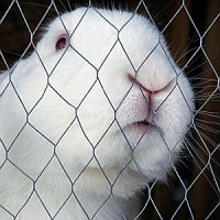 Разведение кроликов в клетках: практические советы