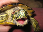 Красноухая черепаха в домашних условиях – как кормить и содержать