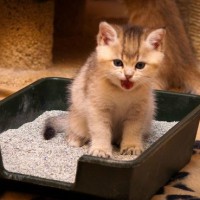 Как приучить котенка к лотку – советы ветеринара