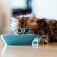 Чем кормить котенка и сколько раз в день