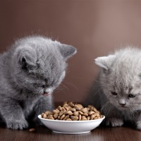 Чем кормить котят – натуральная еда или покупные корма?
