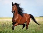 Конный спорт — цитаты о лошадях