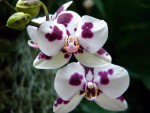 Цитаты про орхидеи