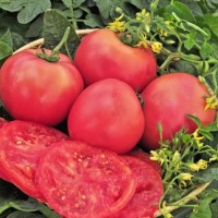 Как выбрать качественные семена помидоров для выращивания