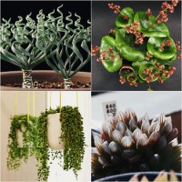 Красивые комнатные растения – самые необычные суккуленты