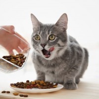 Правильное питание для кота