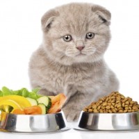 Чем кормить кошку – безопасные для нее продукты