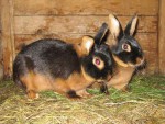 Разведение кроликов – домашние породы