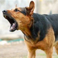 Нападение собаки: что делать при встрече с животным