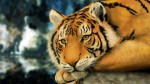 Уссурийский тигр — умереть за красоту