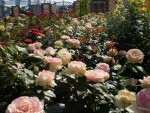 Питомники растений – как вырастить розу
