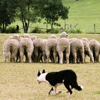 Ученые раскрыли тайну собак-пастухов