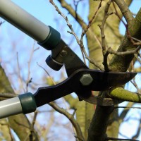 Как обрезать плодовые деревья весной: советы от опытных агрономов
