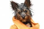 Как помыть собаку, которая боится воды