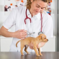 Выбрать лучшую ветеринарную клинику и онлайн консультация с ветеринаром на Petstory.ru