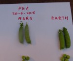 Овощи для покорителей Марса – удачный эксперимент ученых