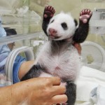 В китайской провинции родились первые панды в этом году