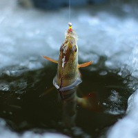 Зимняя рыбалка на окуня — особенности ловли