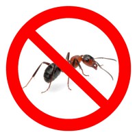 Как избавиться от муравьев в доме — народные средства и химические препараты