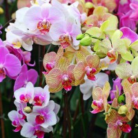 Орхидея отцвела что делать дальше – уход за комнатными растениями