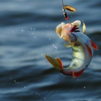 Летняя рыбалка – полезные советы рыболовам