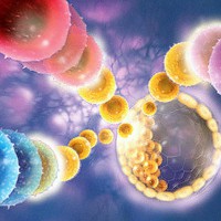 Лечение стволовыми клетками — польза и вред для здоровья