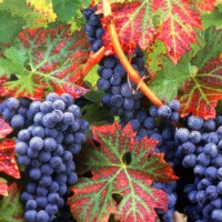 Как укрывать виноград на зиму – советы опытных садоводов