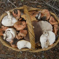 Как собирать грибы – советы для начинающих грибников