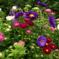 Алиссум и астра ─ неприхотливые цветы, которые порадуют любого садовода