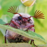 Личинки майского жука – как бороться с вредителями на огороде