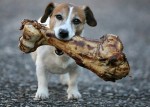 Какую еду нельзя давать собакам — список вредных продуктов