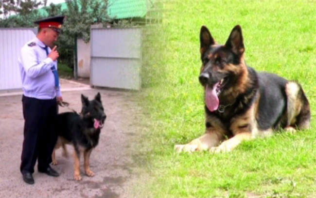 В Казахстане выбрали лучшую служебную собаку