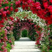 Вьющиеся растения для сада – плетистые розы