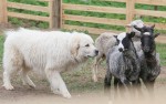 Щенки редкой мареммо-абруццкой овчарки подрастают в ангарской семье