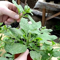 Сложности с рассадой петунии: как их преодолеть