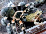 Первый паук-птицеед — как ухаживать и чем кормить