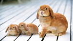Шутки ради – высказывания про кроликов