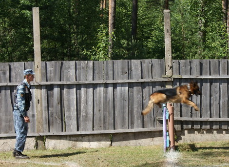Лучшие служебные собаки Черниговской области соревновались в Менской исправительной колонии