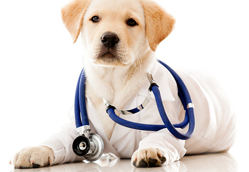 Собаки-лекари