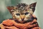 Как помыть кота — самые лучшие советы