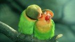 Домашняя канарейка — птичка певчая — услада для глаз и души