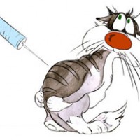 Вакцинация кошек и котов: подготовка, где лучше сделать