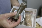 Кости древних слонов — находка археологов